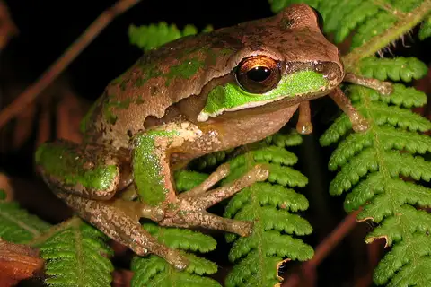 Glandular Frog