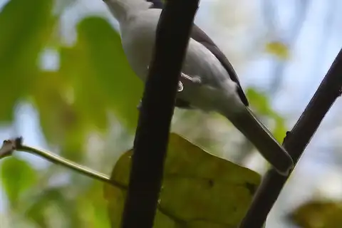Pink-footed Puffback