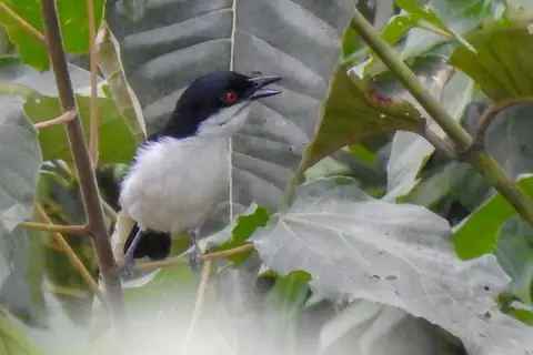 Red-eyed Puffback