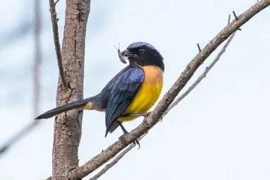 Carriker's Mountain Tanager