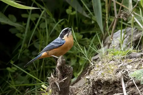 Chestnut-bellied Mountain Tanager
