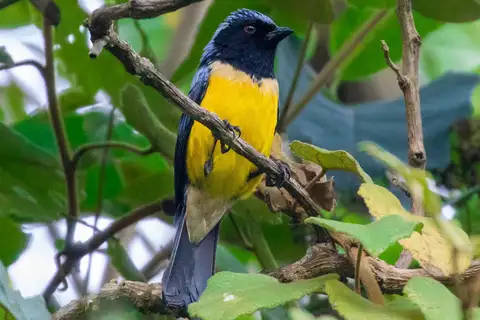 Streak-crowned Mountain Tanager