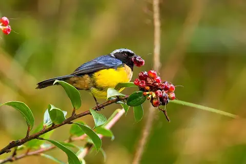 Buff-banded Mountain Tanager