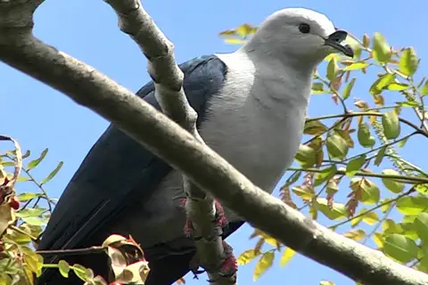 Polynesian Imperial Pigeon