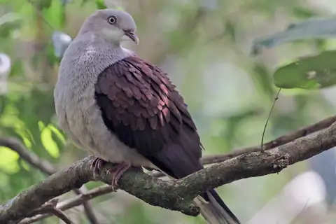 Mountain Imperial Pigeon