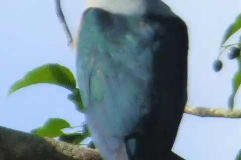 Vanuatu Imperial Pigeon