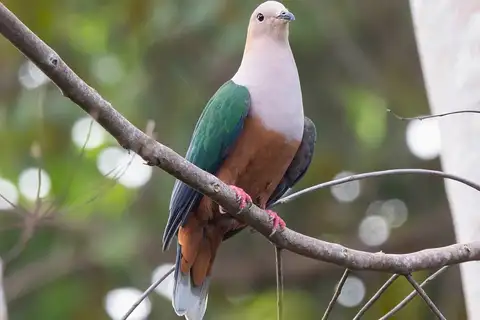 Cinnamon-bellied Imperial Pigeon