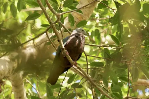 Chestnut-bellied Imperial Pigeon