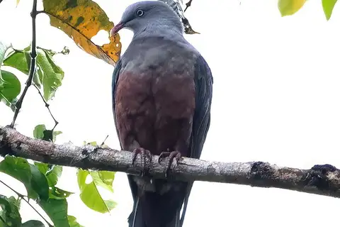 Spotted Imperial Pigeon