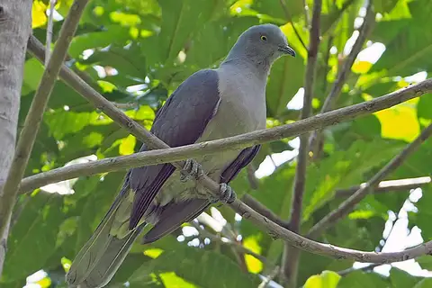 Timor Imperial Pigeon