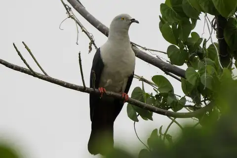 Elegant Imperial Pigeon