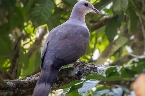 Malabar Imperial Pigeon