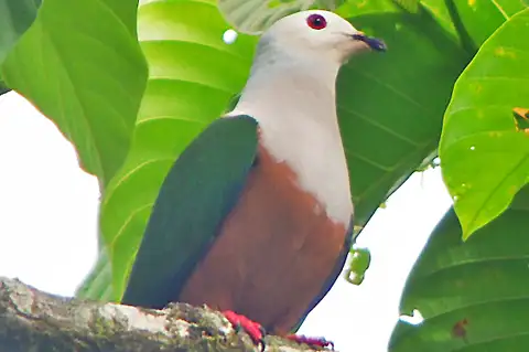 Finsch's Imperial Pigeon
