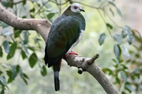 White-bellied Imperial Pigeon