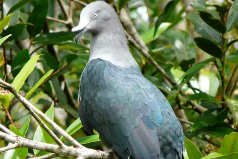 Nuku Hiva Imperial Pigeon
