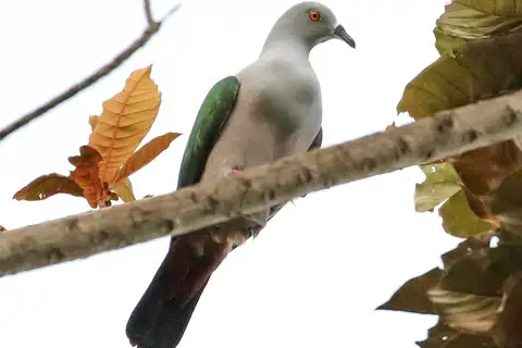 Geelvink Imperial Pigeon