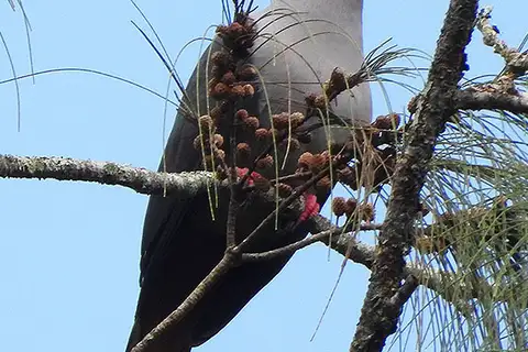 Dark-backed Imperial Pigeon