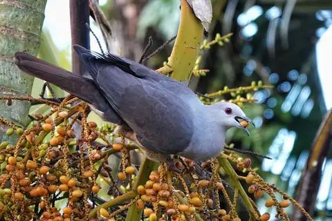 Barking Imperial Pigeon