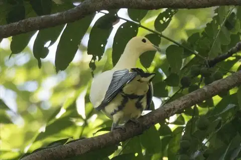 Silver-tipped Imperial Pigeon