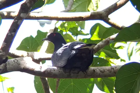 Black Imperial Pigeon