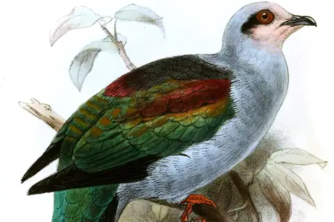 Mindoro Imperial Pigeon