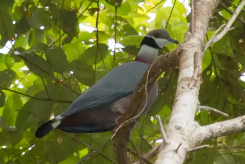 Collared Imperial Pigeon