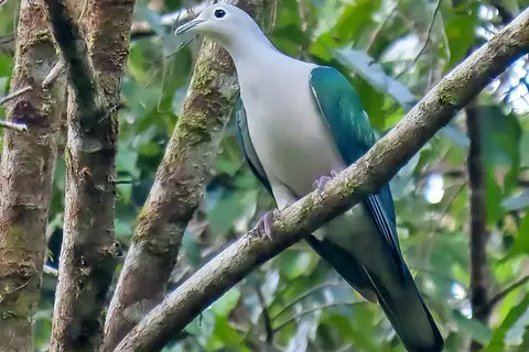 Seram Imperial Pigeon