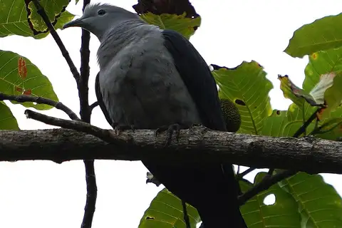 Nicobar Imperial Pigeon