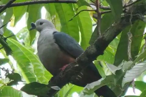 Micronesian Imperial Pigeon