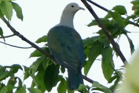 Enggano Imperial Pigeon