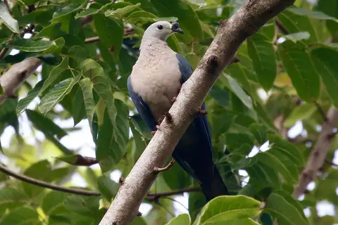 Pacific Imperial Pigeon