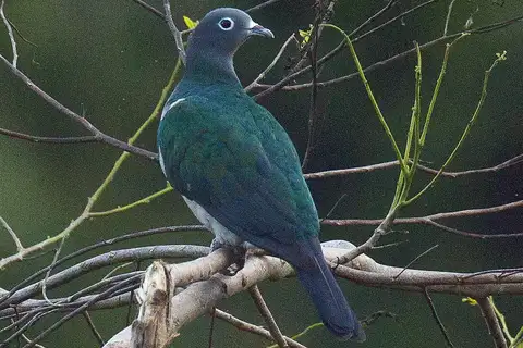 Spectacled Imperial Pigeon