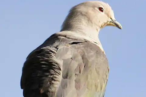 Grey Imperial Pigeon