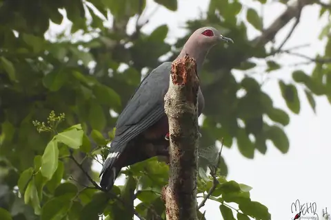 Pinon's Imperial Pigeon