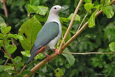 Island Imperial Pigeon