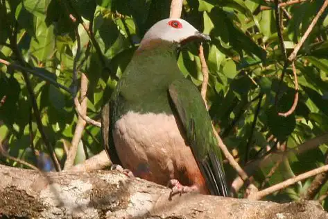 Pink-bellied Imperial Pigeon