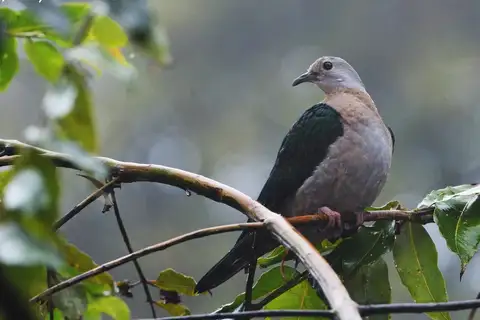 Grey-headed Imperial Pigeon