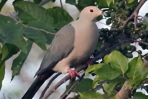 Pink-headed Imperial Pigeon