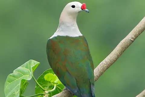 Red-knobbed Imperial Pigeon