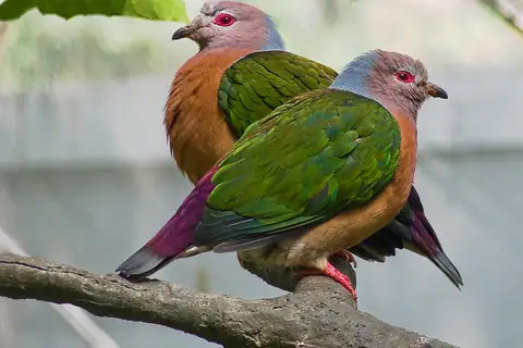 Purple-tailed Imperial Pigeon