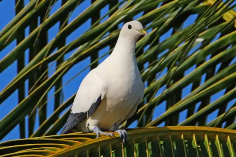 Torresian Imperial Pigeon