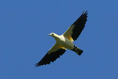 Yellowish Imperial Pigeon