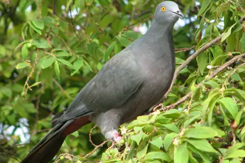 Christmas Imperial Pigeon