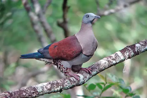 Zoe's Imperial Pigeon