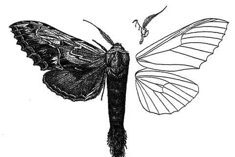 Dudusa sphingiformis