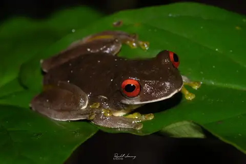 Legler's Stream Frog