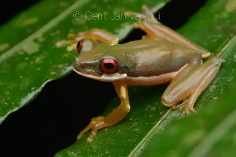 Rufous-eyed brook frog