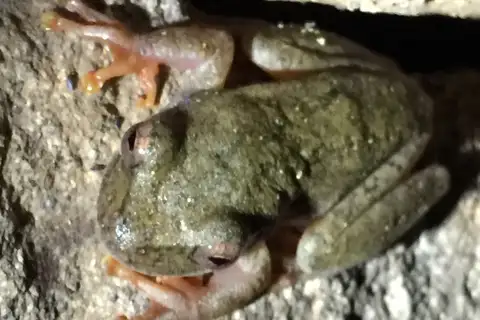 Salvador Stream Frog