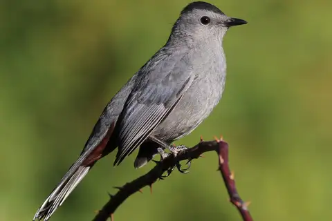 Grey Catbird