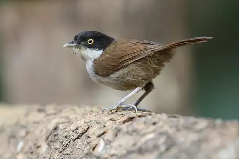 Dark-fronted Babbler